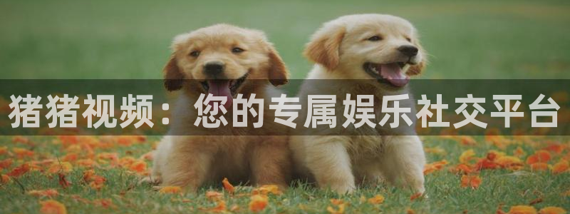桃花黄片